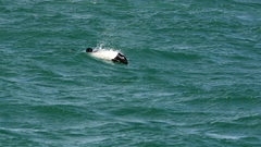 Cephalorhynchus commersonii