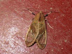 Bertholdia specularis