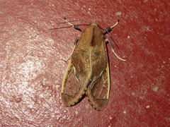 Bertholdia specularis