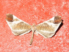 Macrosoma albistria