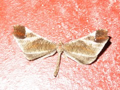 Macrosoma albistria