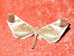 Macrosoma albistria