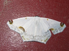Sericoptera mahometaria