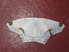Sericoptera mahometaria