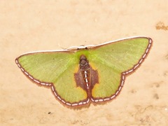 Synchlora astraeoides