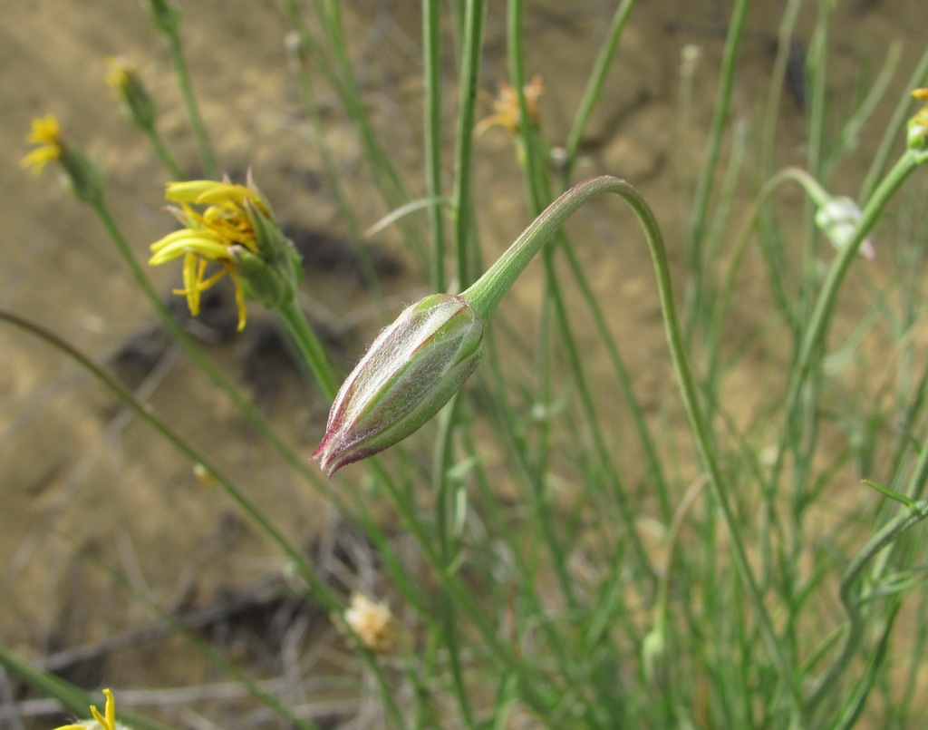 Gelasia biebersteinii