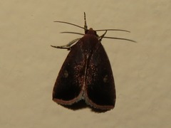Micrathetis canifimbria