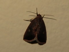 Micrathetis canifimbria