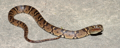 Trimerodytes aequifasciatus