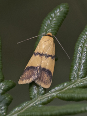 Heteroteucha distephana