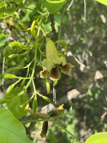Markhamia zanzibarica