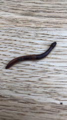 Lumbricus terrestris