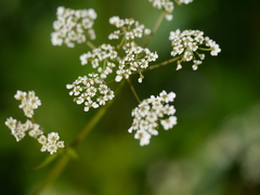 Chaerophyllum reflexum acuminatum