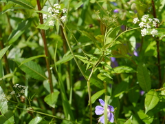 Chaerophyllum reflexum acuminatum