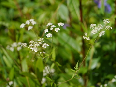 Chaerophyllum reflexum acuminatum