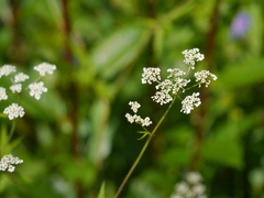 Chaerophyllum reflexum acuminatum