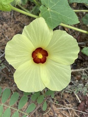 Hibiscus schinzii