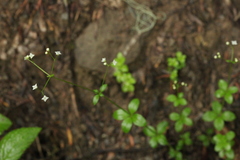Galium rotundifolium