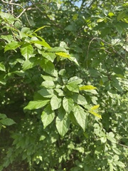 Combretum padoides