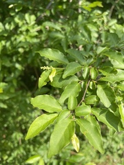 Combretum padoides