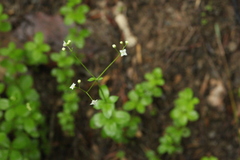 Galium rotundifolium