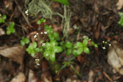 Galium rotundifolium