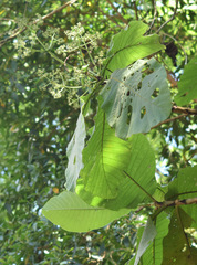 Bathysa australis