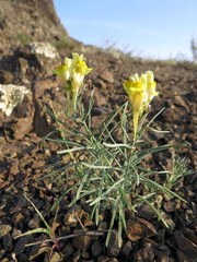 Linaria debilis