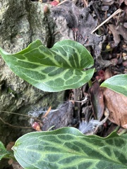 Arum italicum italicum