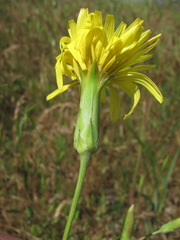 Pseudopodospermum strictum