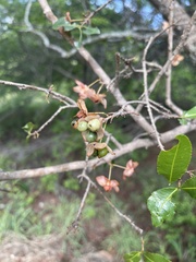 Ochna barbosae