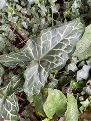 Arum italicum italicum