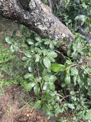 Ochna barbosae