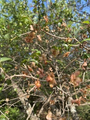 Ochna barbosae