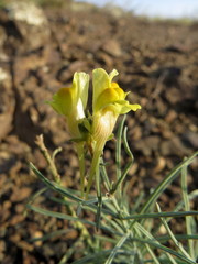 Linaria debilis