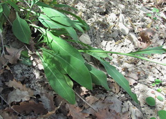 Klasea haussknechtii