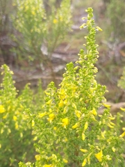 Aspalathus obtusifolia