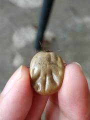 Amblyomma cordiferum