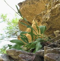 Klasea haussknechtii