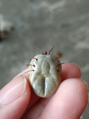 Amblyomma cordiferum