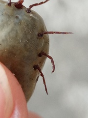 Amblyomma cordiferum