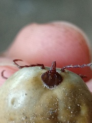 Amblyomma cordiferum