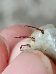 Amblyomma cordiferum