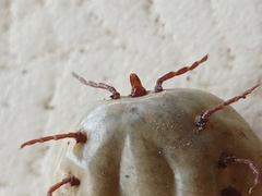 Amblyomma cordiferum