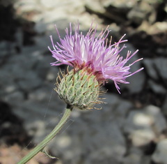 Klasea haussknechtii