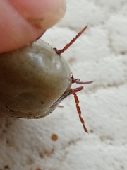 Amblyomma cordiferum