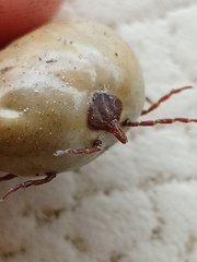 Amblyomma cordiferum