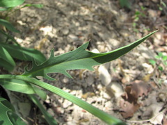 Klasea haussknechtii