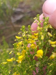 Aspalathus obtusifolia