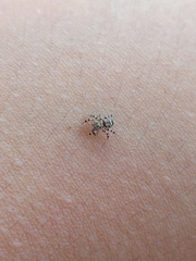 Thorelliola ensifera